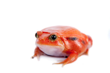Madagascar tomato Frog isolated on white