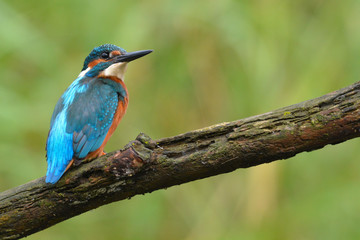 Kingfisher