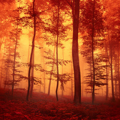Red colored forest scene