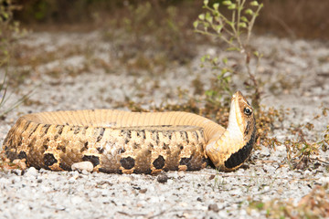 Fototapeta premium Eastern Hognose Snake