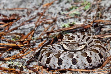 Eastern Hognose Snake