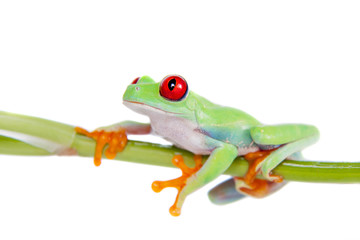 Beautiful red eyed tree frog on white background
