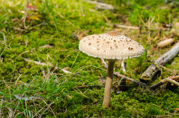 Parasol Riesenschirmpilz