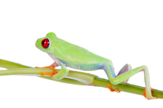 Beautiful red eyed tree frog on white background