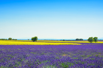 Fototapeta na wymiar Lavender, yellow flowers blooming field and trees. Provence, Fra