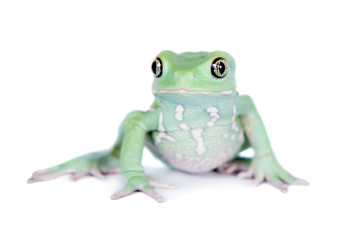 Waxy Monkey Leaf Frog on white background