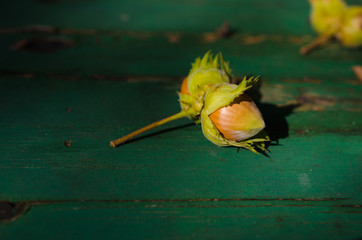 Haselnüsse