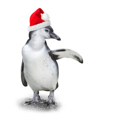 Funny penguin with santa's cap showing space for your text.