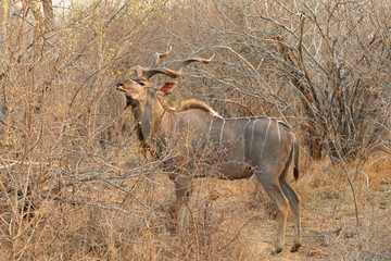 Greater Kudu