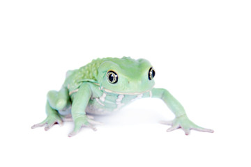 Waxy Monkey Leaf Frog on white background