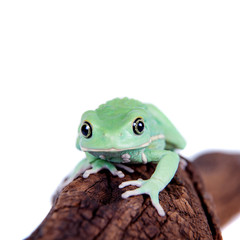 Waxy Monkey Leaf Frog on white background