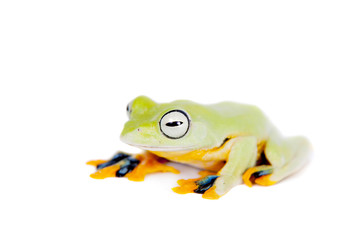 Reinwardt's flying tree frog isolated on white
