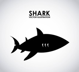 shark design