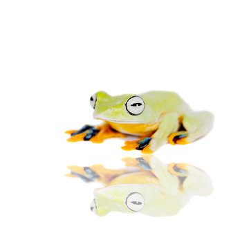 Reinwardt's flying tree frog isolated on white