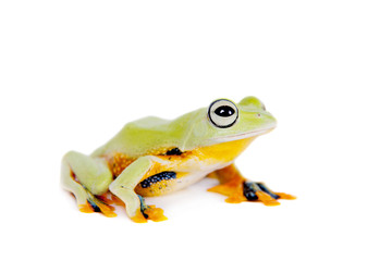 Reinwardt's flying tree frog isolated on white