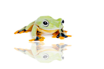 Reinwardt's flying tree frog isolated on white