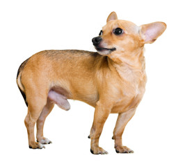 Obraz premium Russkiy Toy