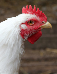 Portrait of white rooster