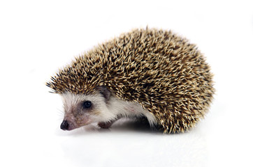 Hedgehog isolate on white background