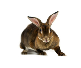 rabbit isolated on a white background
