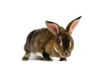rabbit isolated on a white background