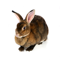Fototapeta na wymiar rabbit isolated on a white background