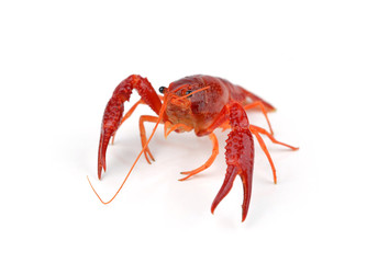 Shrimps Crayfish
