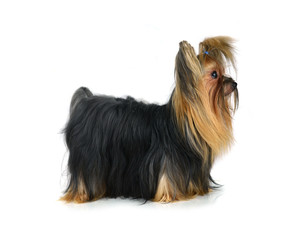 yorkshire terrier isolated on white