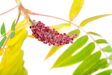 Rhus typhina flower