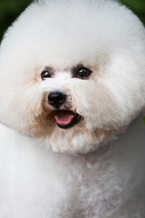 Lovely white dog than bear