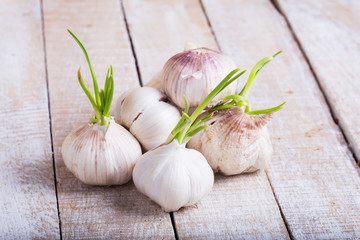 Garlic