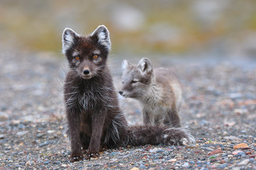Arctic fox and cub