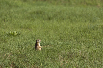 Prairie Dog