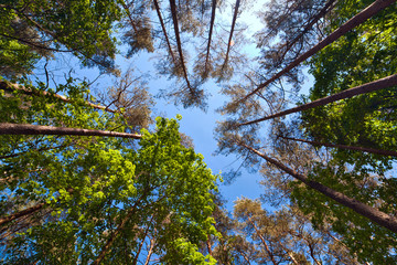 Summer tall trees in mixed forest