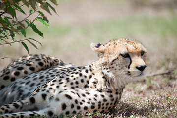 cheetah
