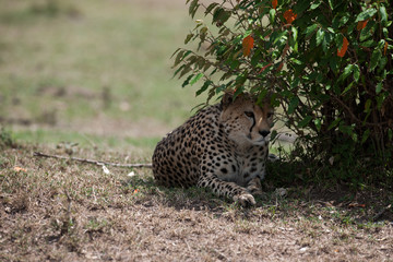 cheetah