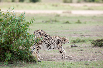 cheetah