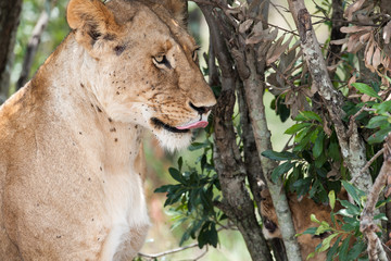 lion