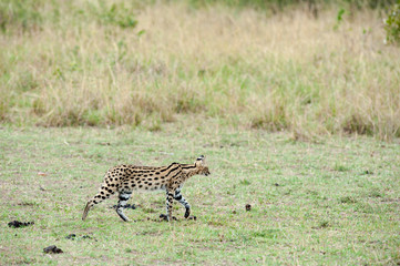 serval