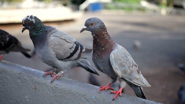 pigeons in the town square.