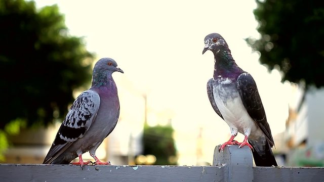 pigeons in the town square.