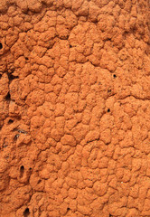 termite mound background