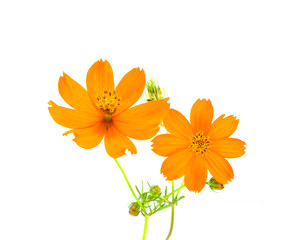 Yellow Cosmos flower