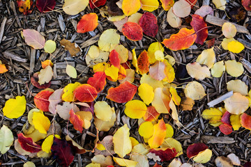 Leaves fallen and woods chips distributed on the ground
