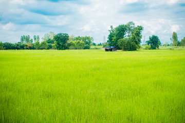 Hut in the rice green field in countryside