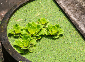 lettuce field in the basin