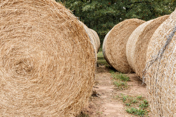 Hay Bales