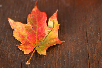 Naklejka na ściany i meble Dried Autumn leaf on wood