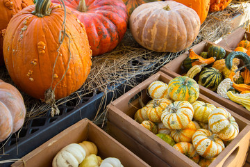pumpkins and gourds fresh picked from the farm