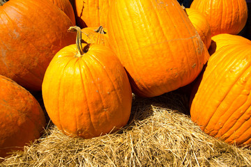 pumpkins fresh picked from the patch